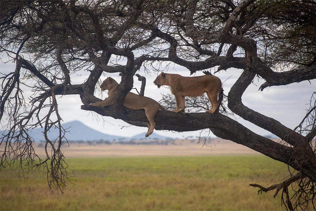 Lake Manyara National Park