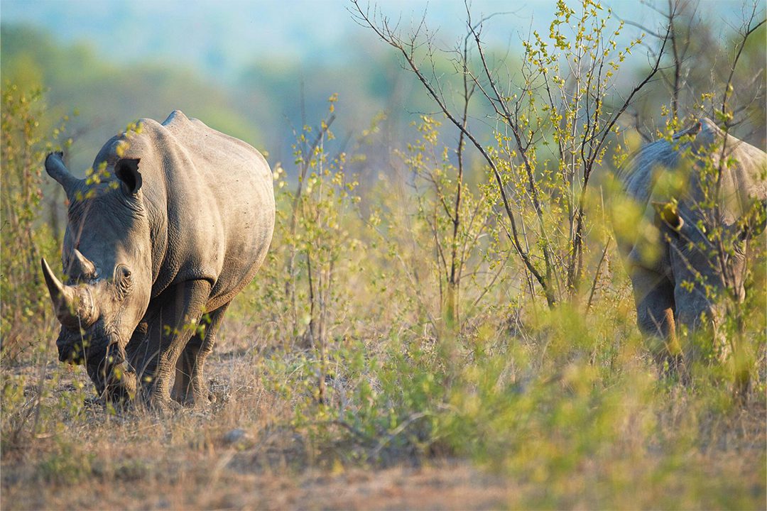 Mkomazi National Park