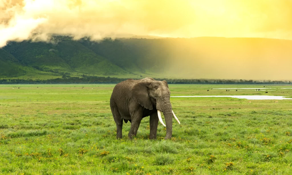 Ngorongoro