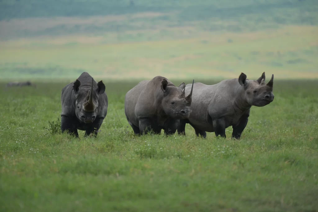 Ngorongoro 2