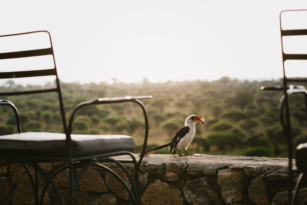 Tarangire Safari Lodge 2