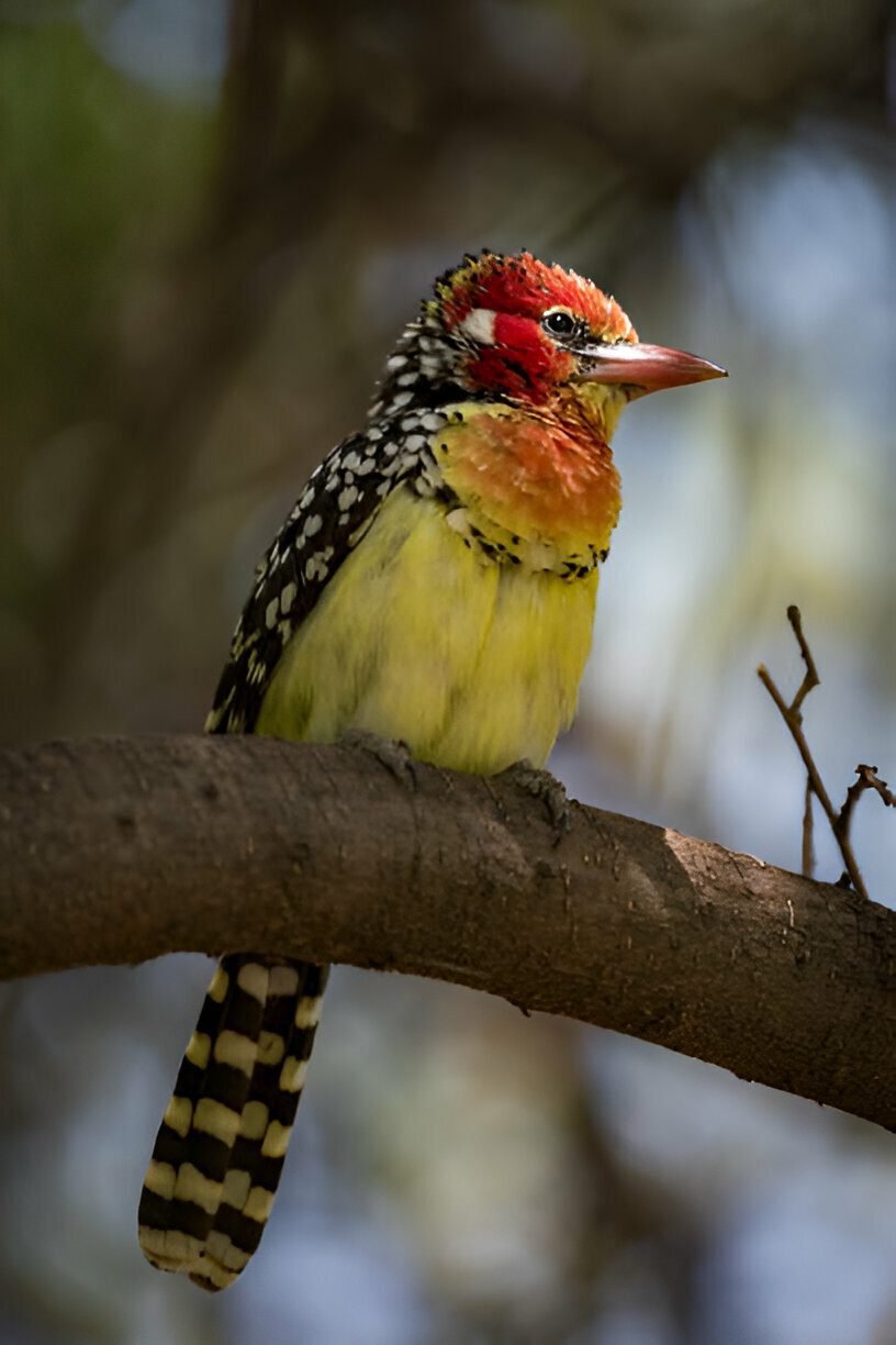 barbet