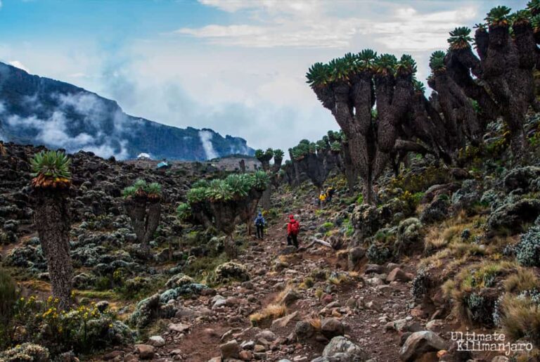 lemosho_route_kilimanjaro