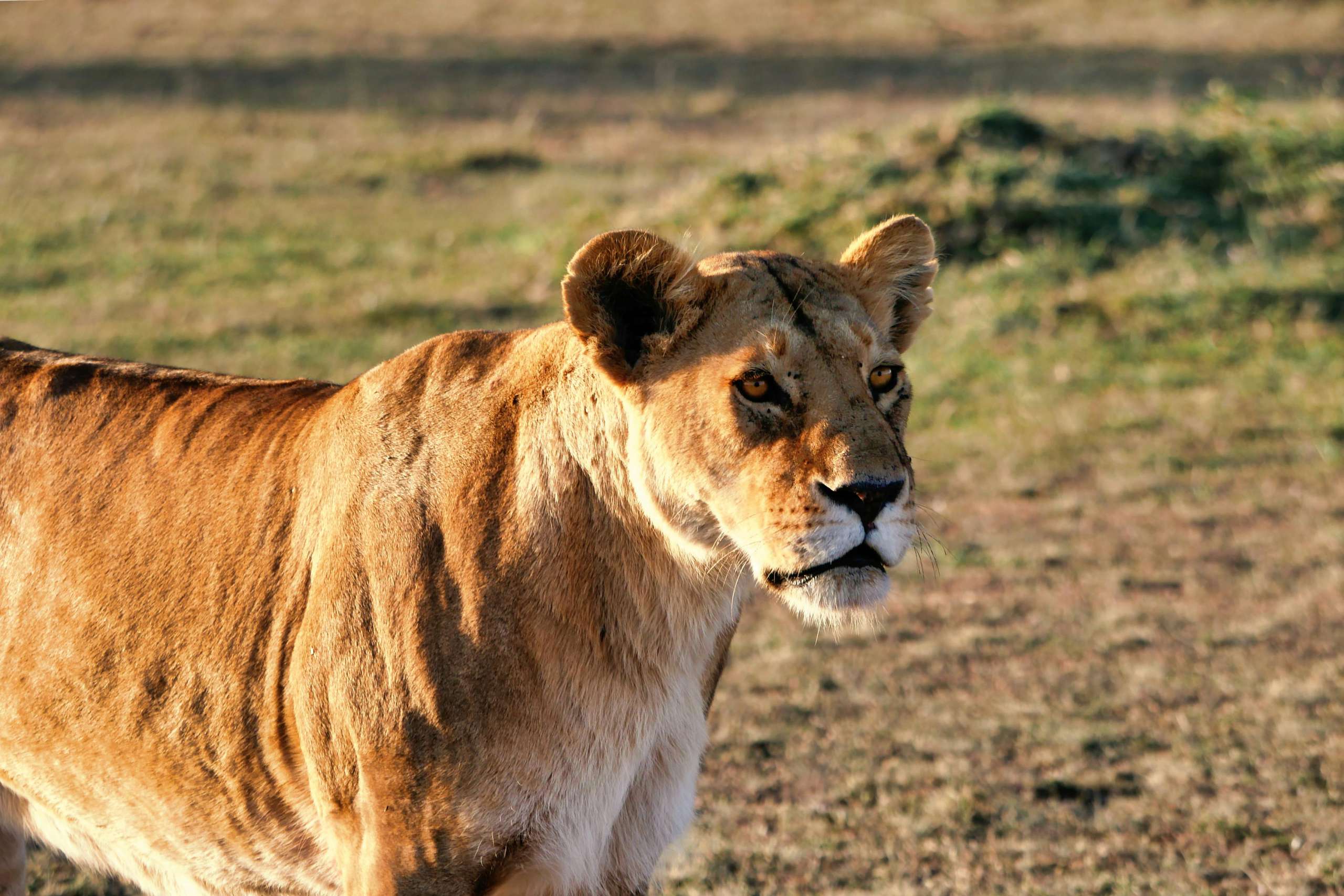 Maasai Mara vs. Serengeti – Which Safari Destination is Right for You?