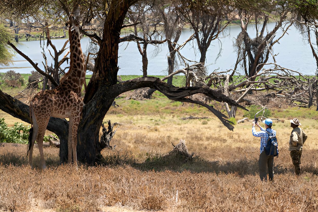 walking safaris