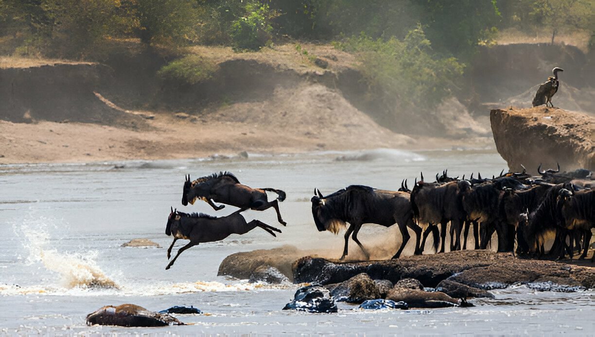 wildebe