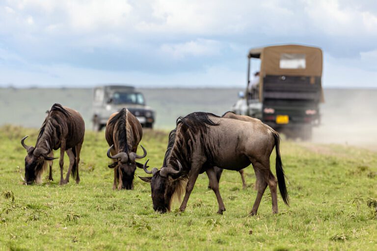 wildebeest