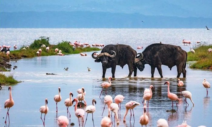 Lake-Nakuru-National-Park