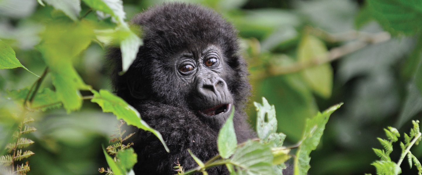 Uganda-Holiday-and-Tour-to-See-Gorillas