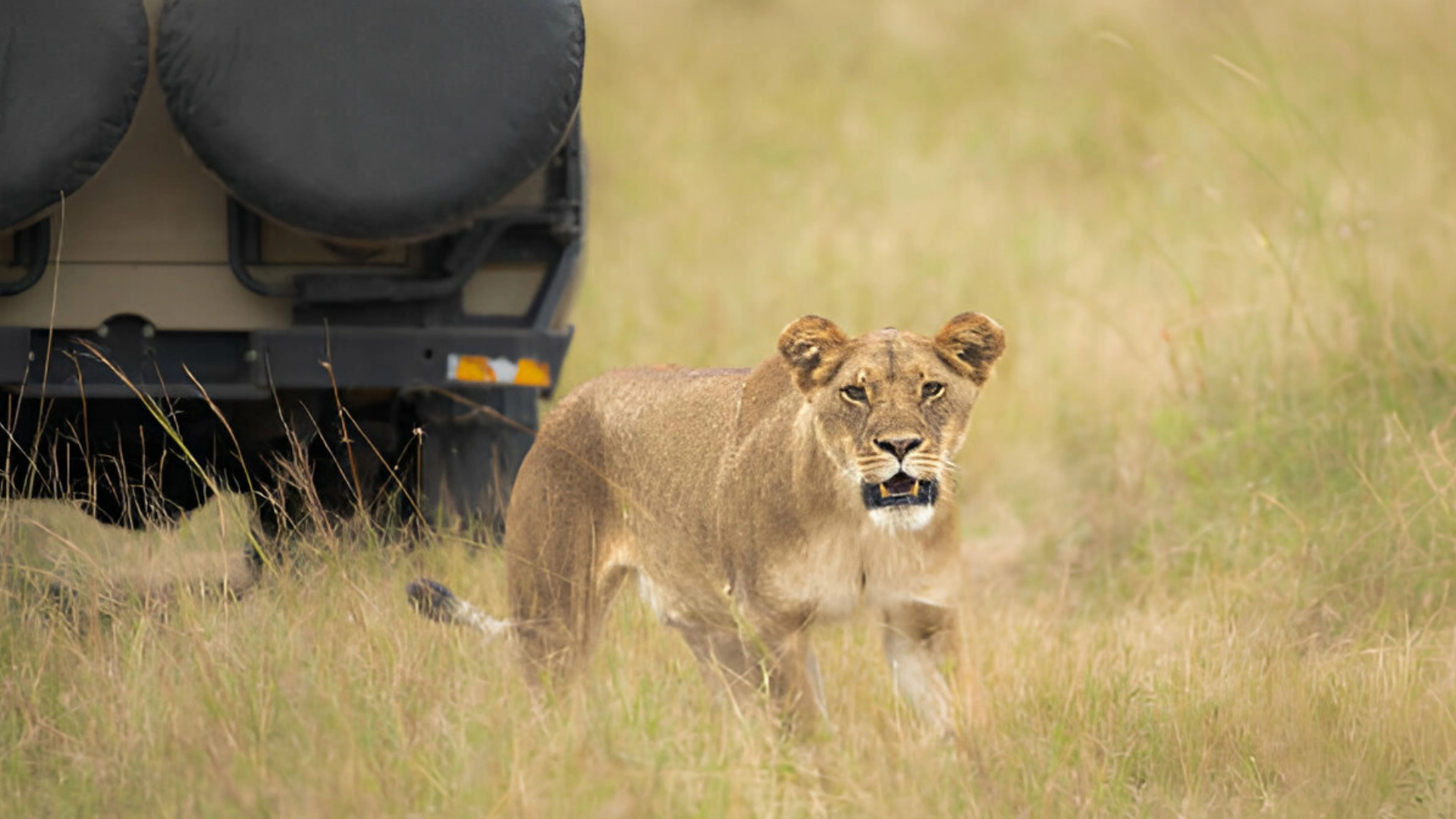 jeep lion safari serengeti