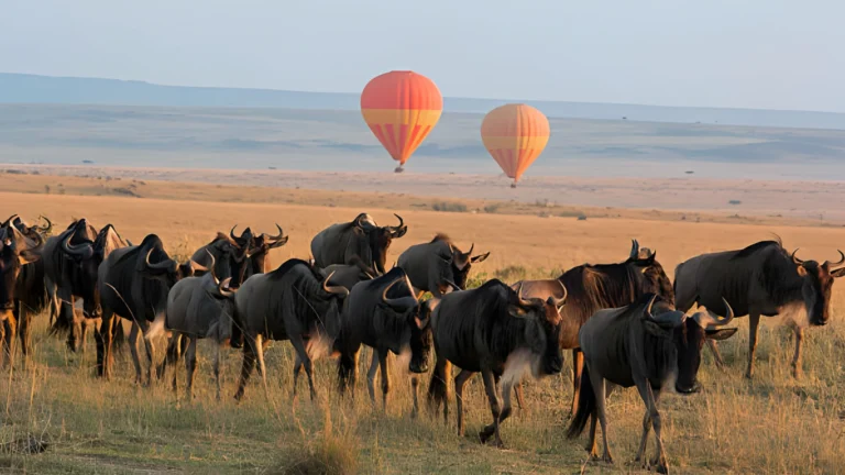 safari-in-AFRICA (1)