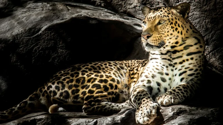 leopard (1)