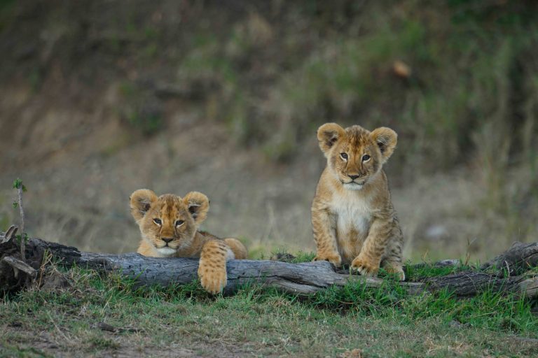 Tanzania-Family-Safari