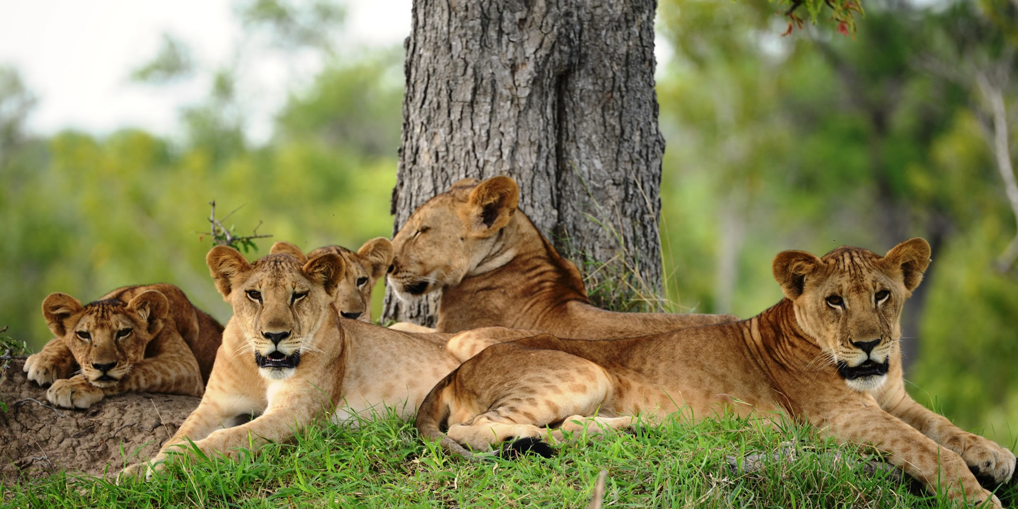 destinations tanzania nyerere national park