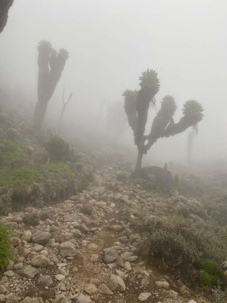 6 Days Kilimanjaro Rongai Route