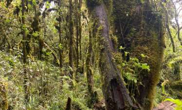 9 Days Kilimanjaro Northern Circuit