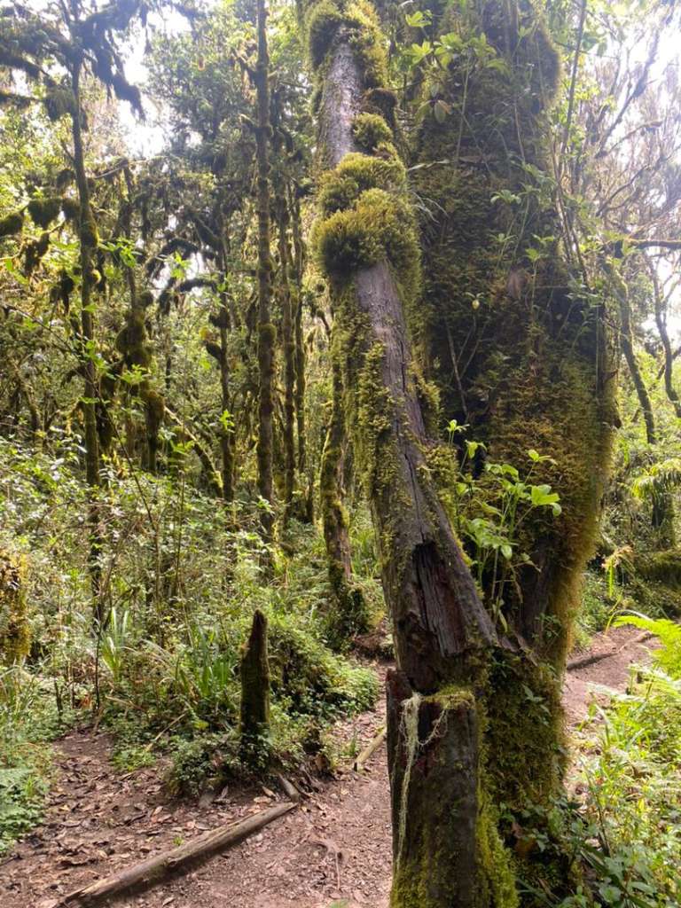 9 Days Kilimanjaro Northern Circuit