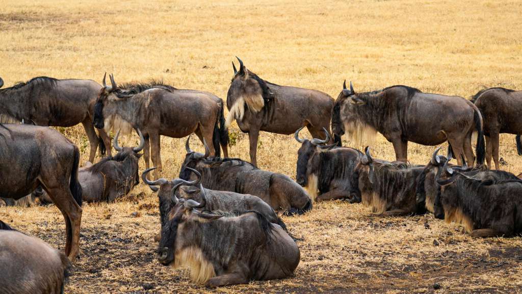 5 Days Serengeti Great Migration Safari