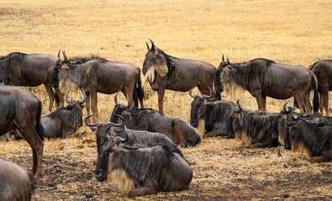 5 Days Serengeti Great Migration Safari
