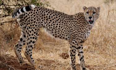 4 Days Hot Air Balloon Safari