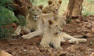 5 Days Big Five Luxury Safari in Tanzania