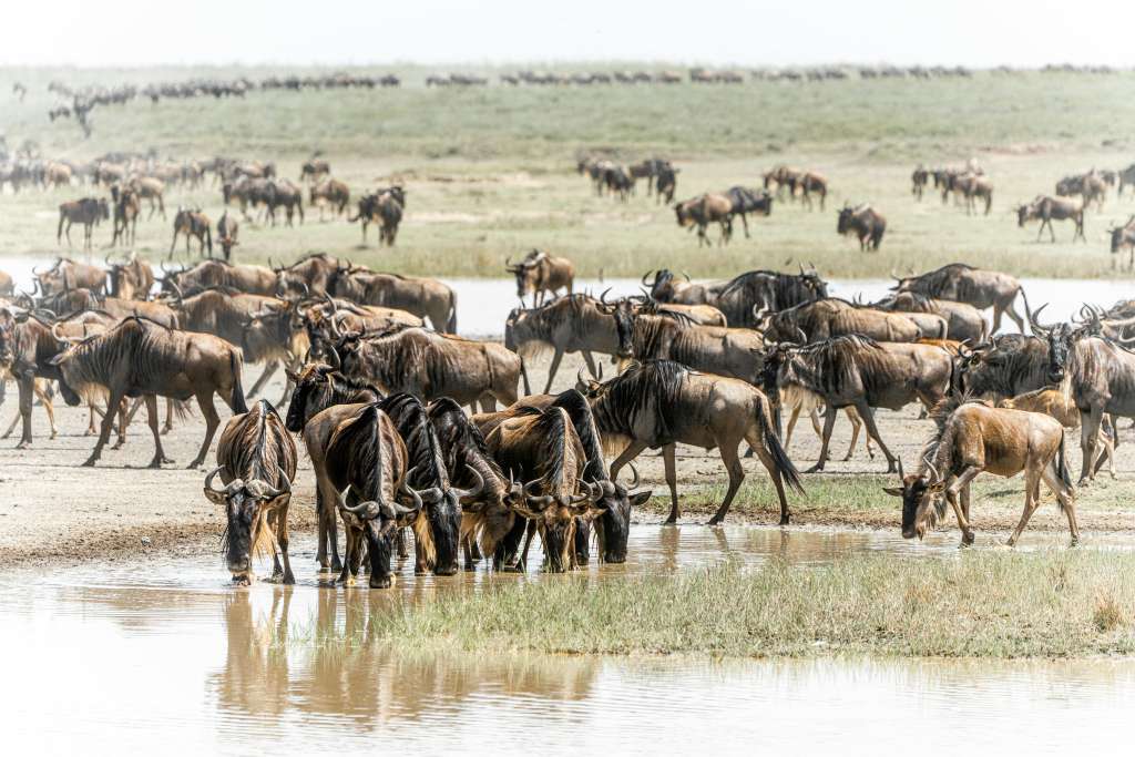 5 Days Serengeti Great Migration Safari