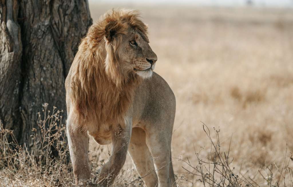 5 Days Tanzania Mid Range Safaris
