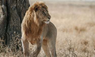 5 Days Tanzania Mid Range Safaris
