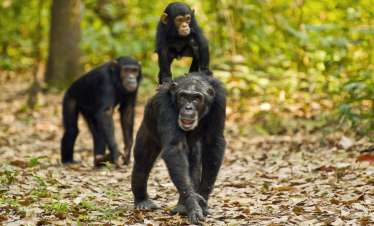 8 Days Chimpanzee Safari Gombe Stream + Mahale