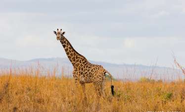 2 Days Mikumi National Park