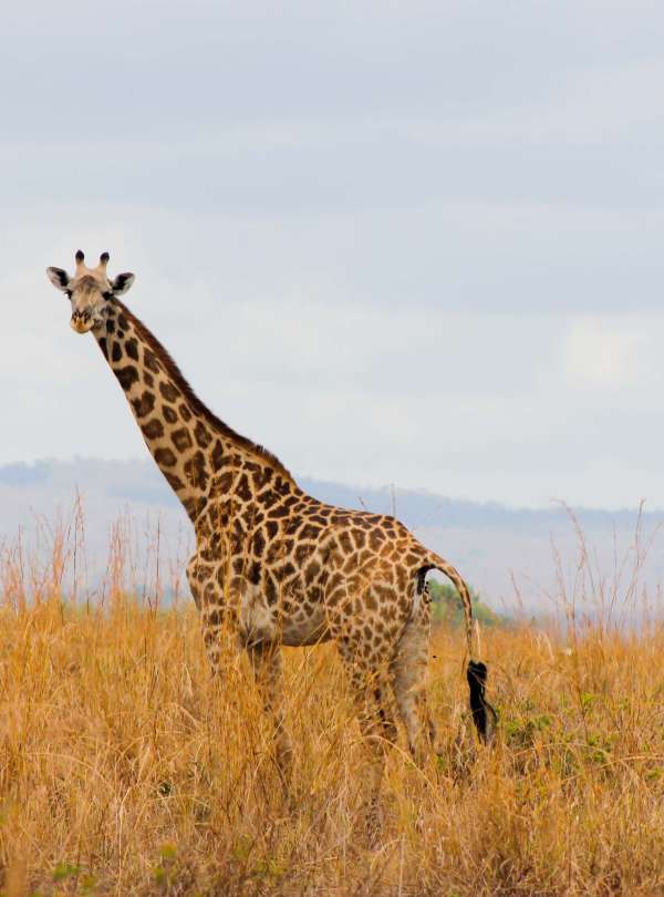 2 Days Mikumi National Park