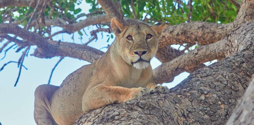 6 Day Great Wildebeest Migration River Crossing Safari
