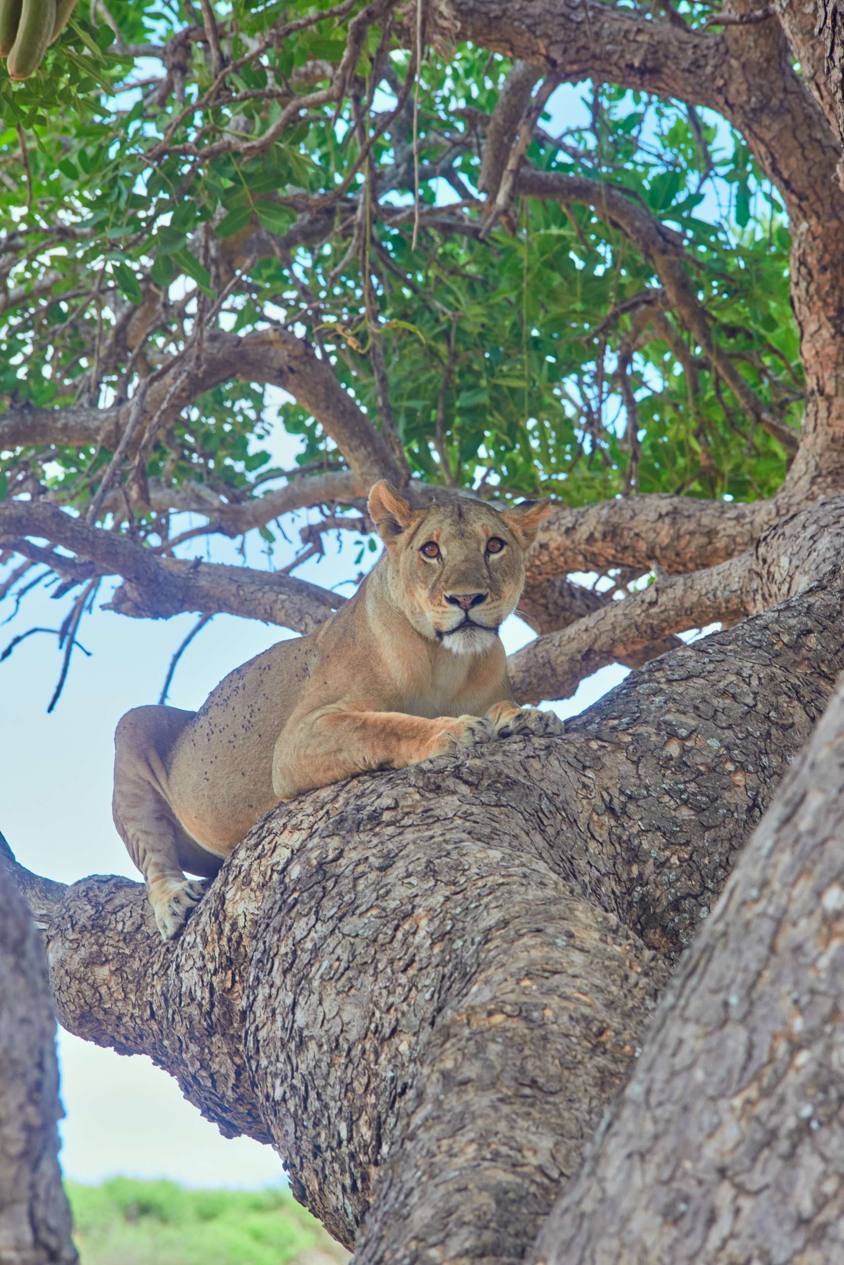 6 Day Great Wildebeest Migration River Crossing Safari