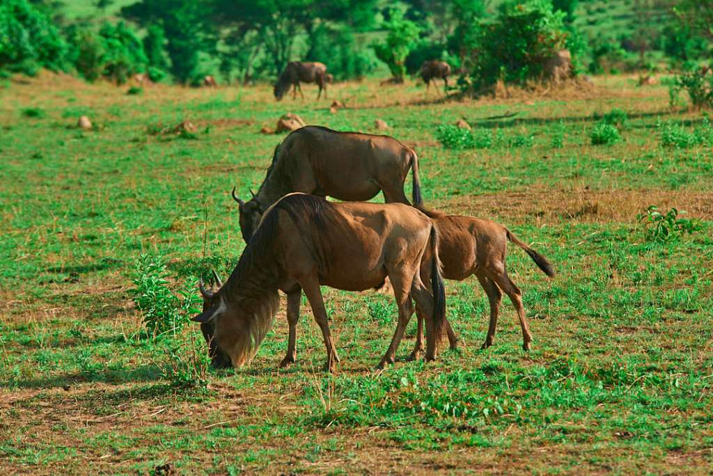 5 Days Great Migration Safari Mara River Crossing