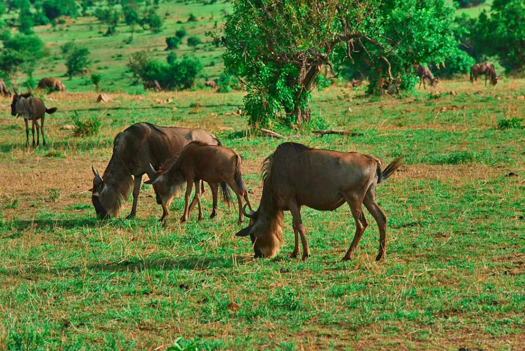 5-Day Ndutu Wildebeest Calving Season.