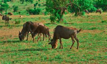 5-Day Ndutu Wildebeest Calving Season.