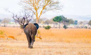 Mikumi National Park