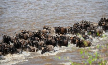 Great Wildebeest Migration
