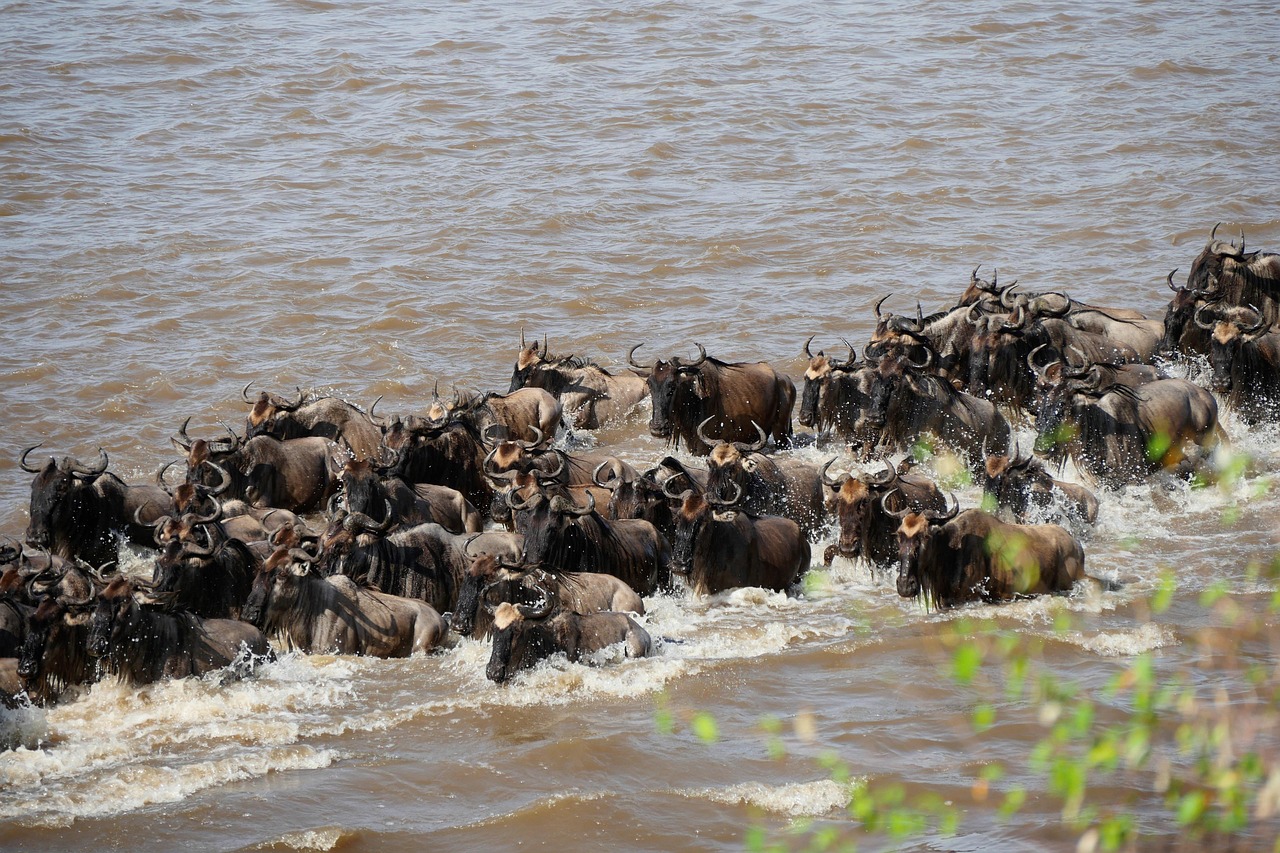 Great Wildebeest Migration