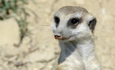 6 Days Great Migration Serengeti Luxury Safaris