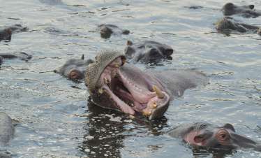 4 Day Luxury Hot Air Balloon Safari