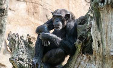 7 Day Chimpanzee Trekking at Mahale and Gombe