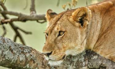 5 Day Ruaha national Park + Hot Air Balloon