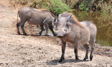 5 Days Tanzania Mid Range Safaris