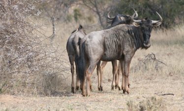 5 Days Tanzania Mid Range Safaris