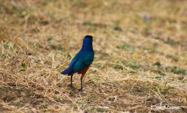 30-Day Ultimate Tanzania & Pemba Birding Expedition