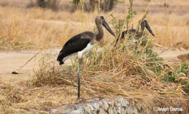 Birding