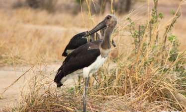 Wildlife Expedition