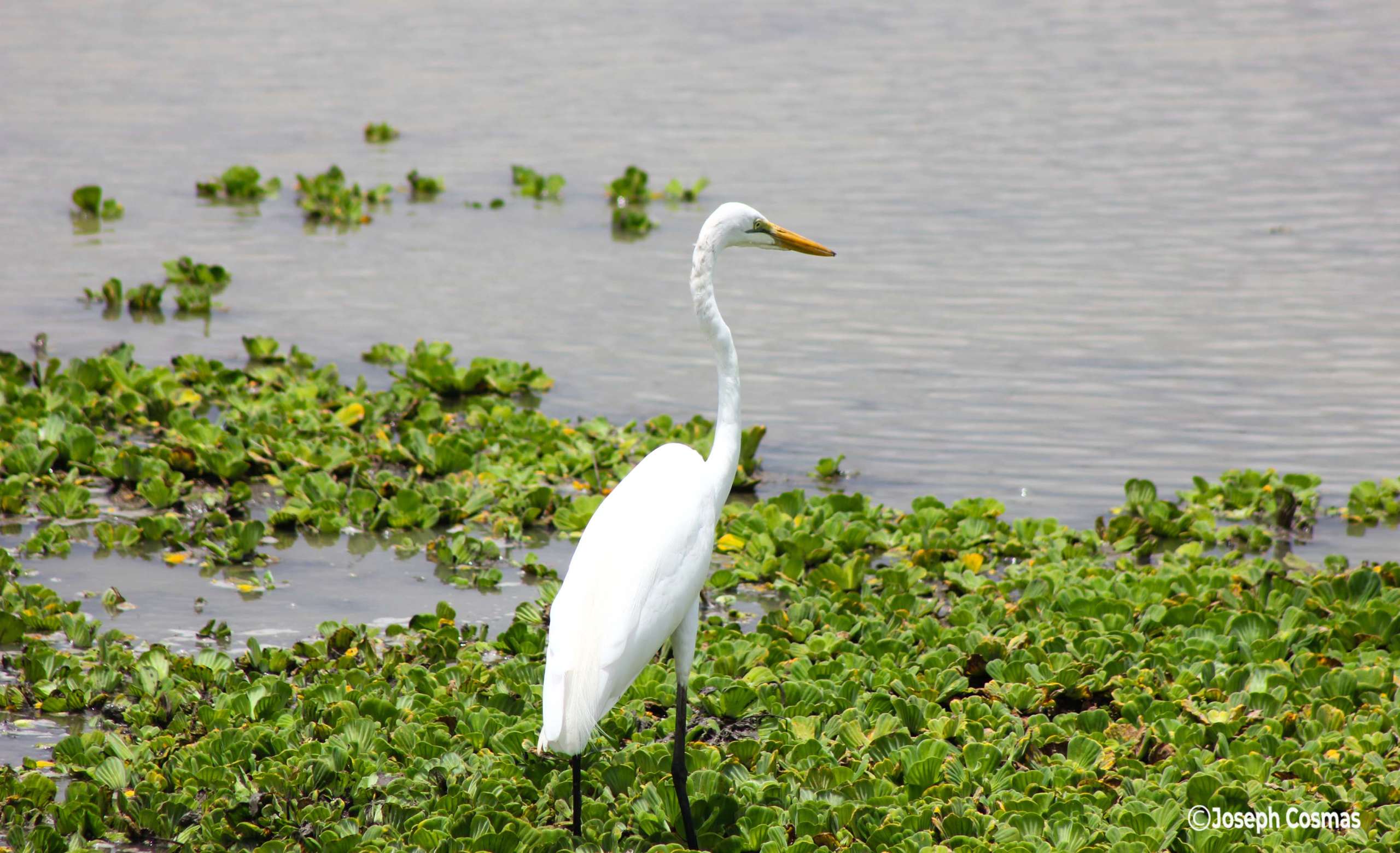 20-Day Tanzania Professional Birding Safari Itinerary