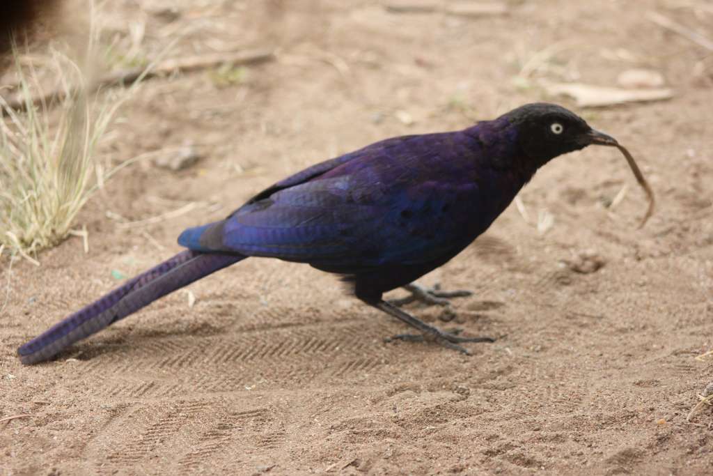 13 Days Northern Tanzania Birding Discovery